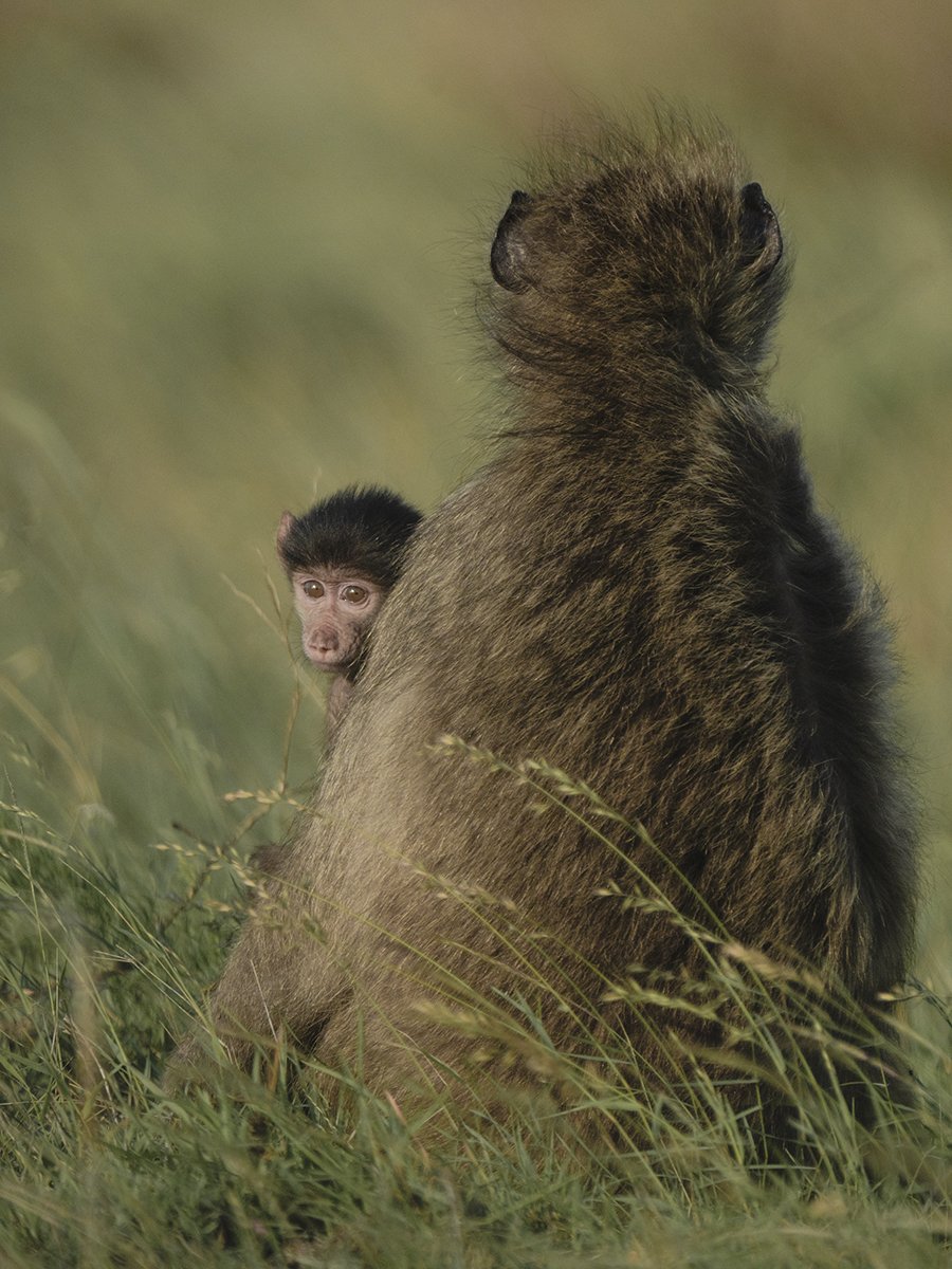 Photographie d'un bébé singe dans le parc Kruger en Afrique du Sud