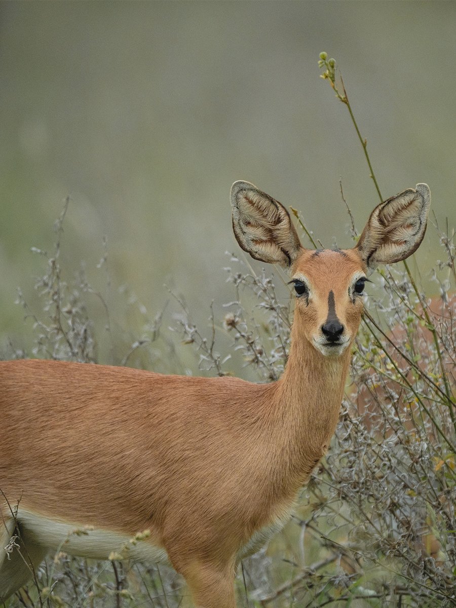 Photographie d'une antilope dans le parc Kruger en Afrique du Sud