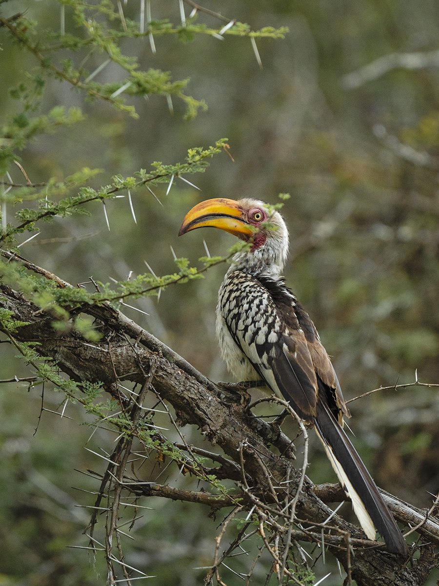 Photographie d'un oiseau dans le parc Kruger en Afrique du Sud