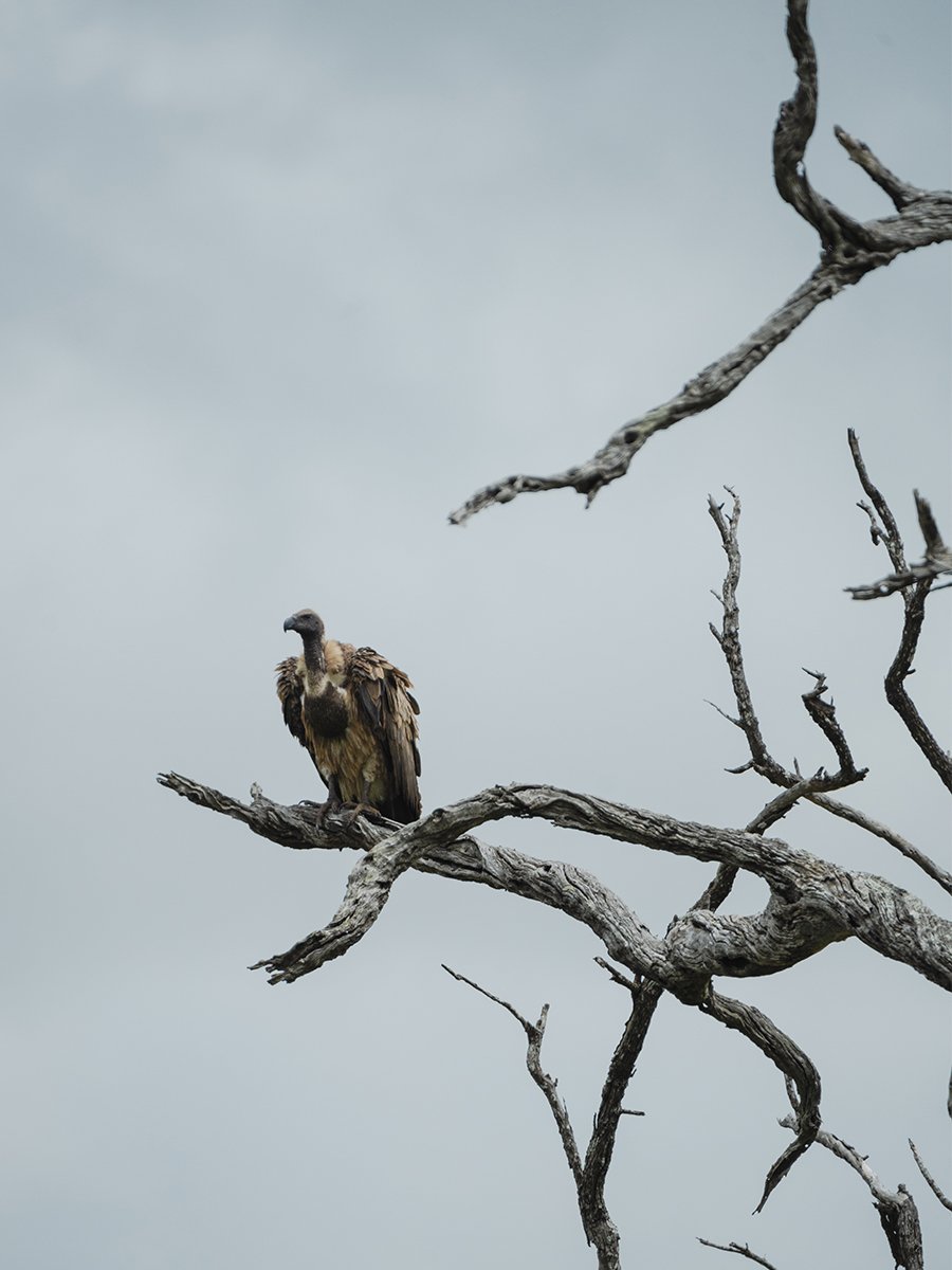 Photographie d'un vautour dans le parc Kruger en Afrique du Sud