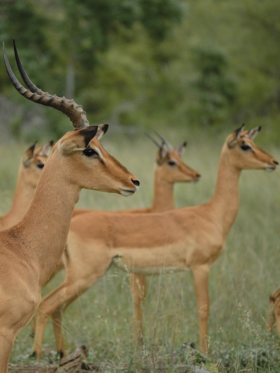 Photographie d'une troupe d'antilopes dans le parc Kruger en Afrique du Sud