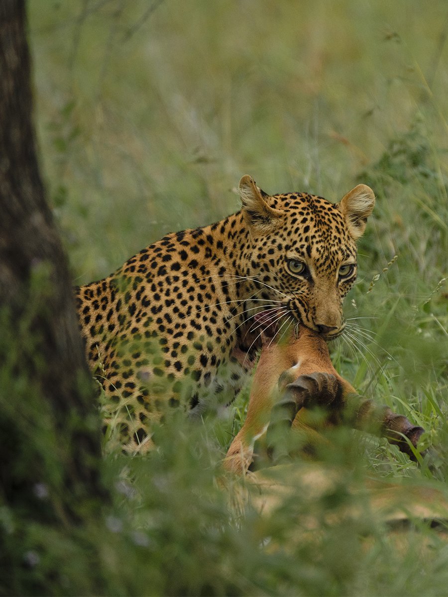 Photographie d'un léopard en train de chasser dans le parc Kruger en Afrique du Sud