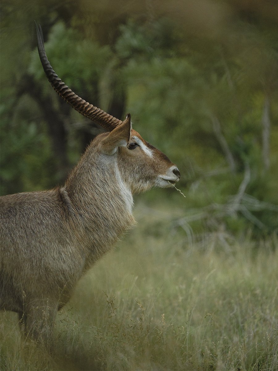 Photographie d'un animal dans le parc Kruger en Afrique du Sud