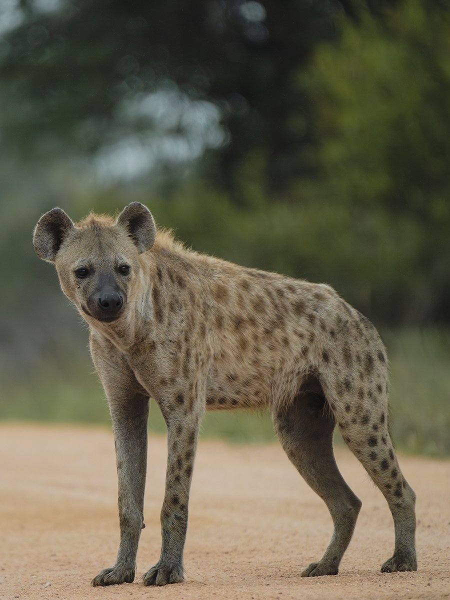 Photographie d'une hyène dans le parc Kruger en Afrique du Sud