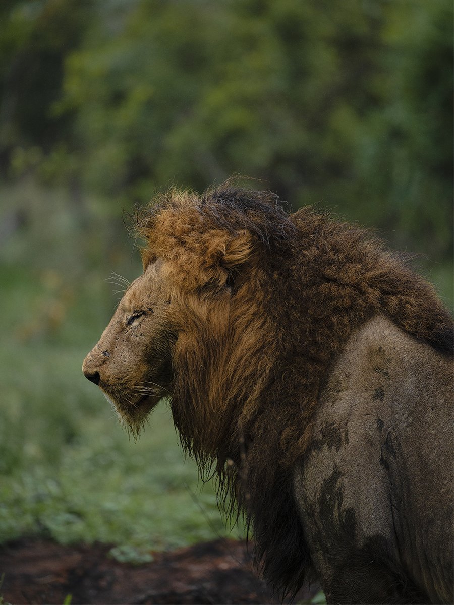 Photographie d'un lion dans le parc Kruger en Afrique du Sud