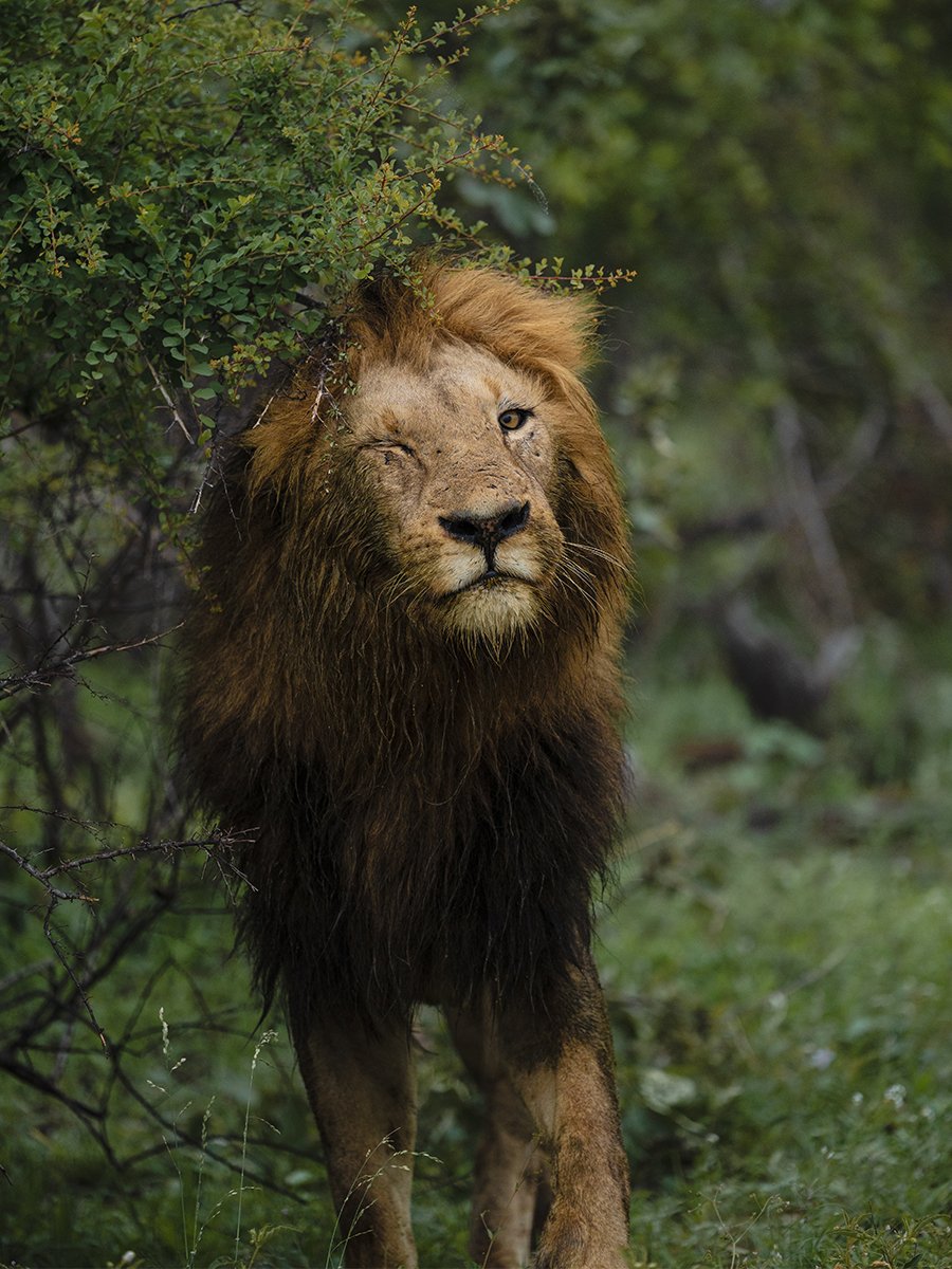 Photographie d'un lion dans le parc Kruger en Afrique du Sud