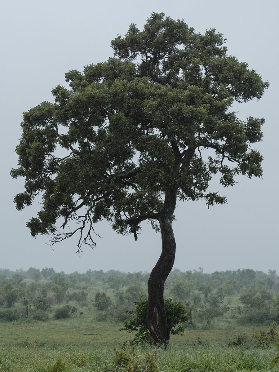 Photographie d'un arbre dans le parc Kruger en Afrique du Sud