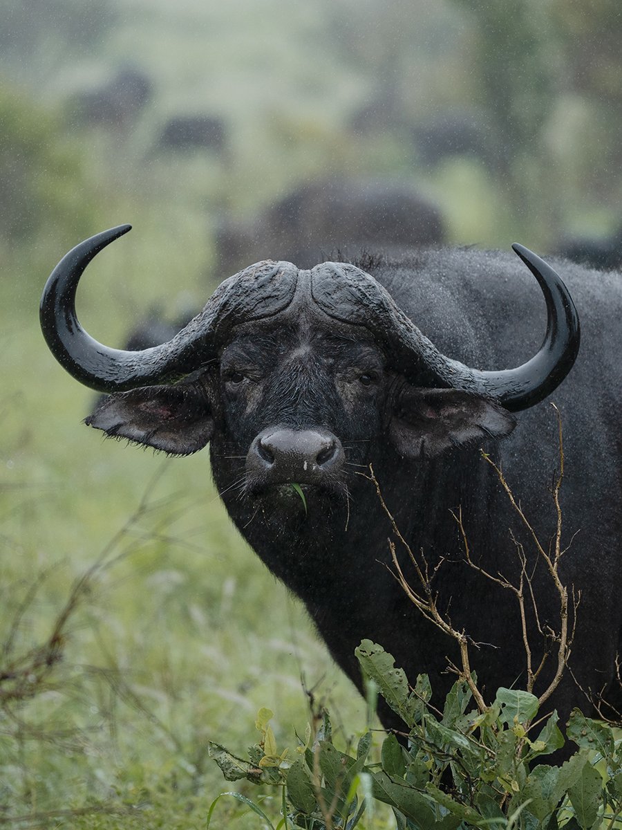 Photographie d'un Buffle dans le parc Kruger en Afrique du Sud