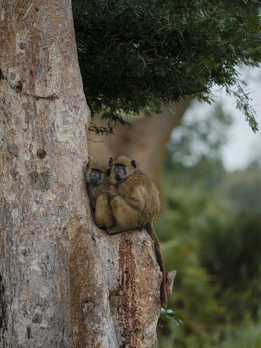 Photographie de singes dans un arbre dans le parc Kruger en Afrique du Sud