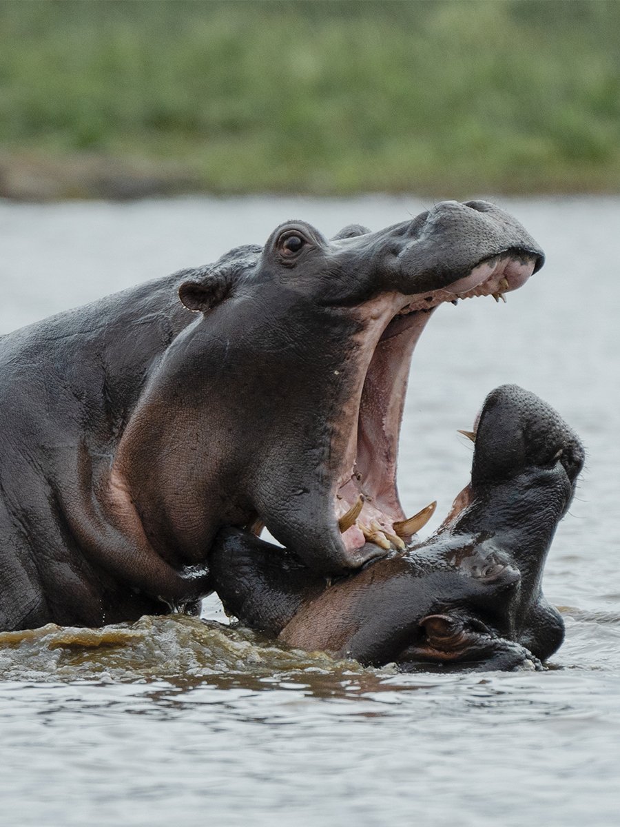 Photographie d'hippopotames dans le parc Kruger en Afrique du Sud