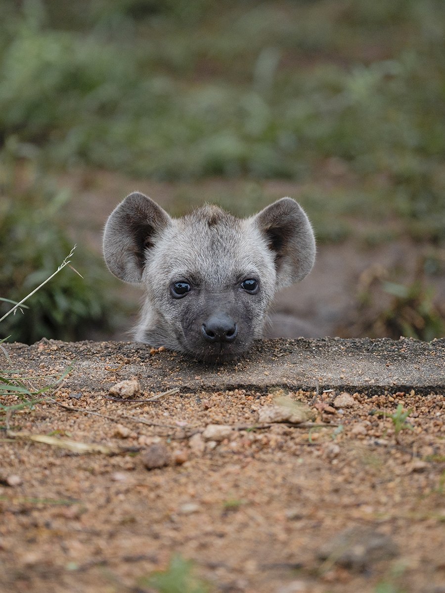 Photographie d'un bébé hyènes dans le parc Kruger en Afrique du Sud