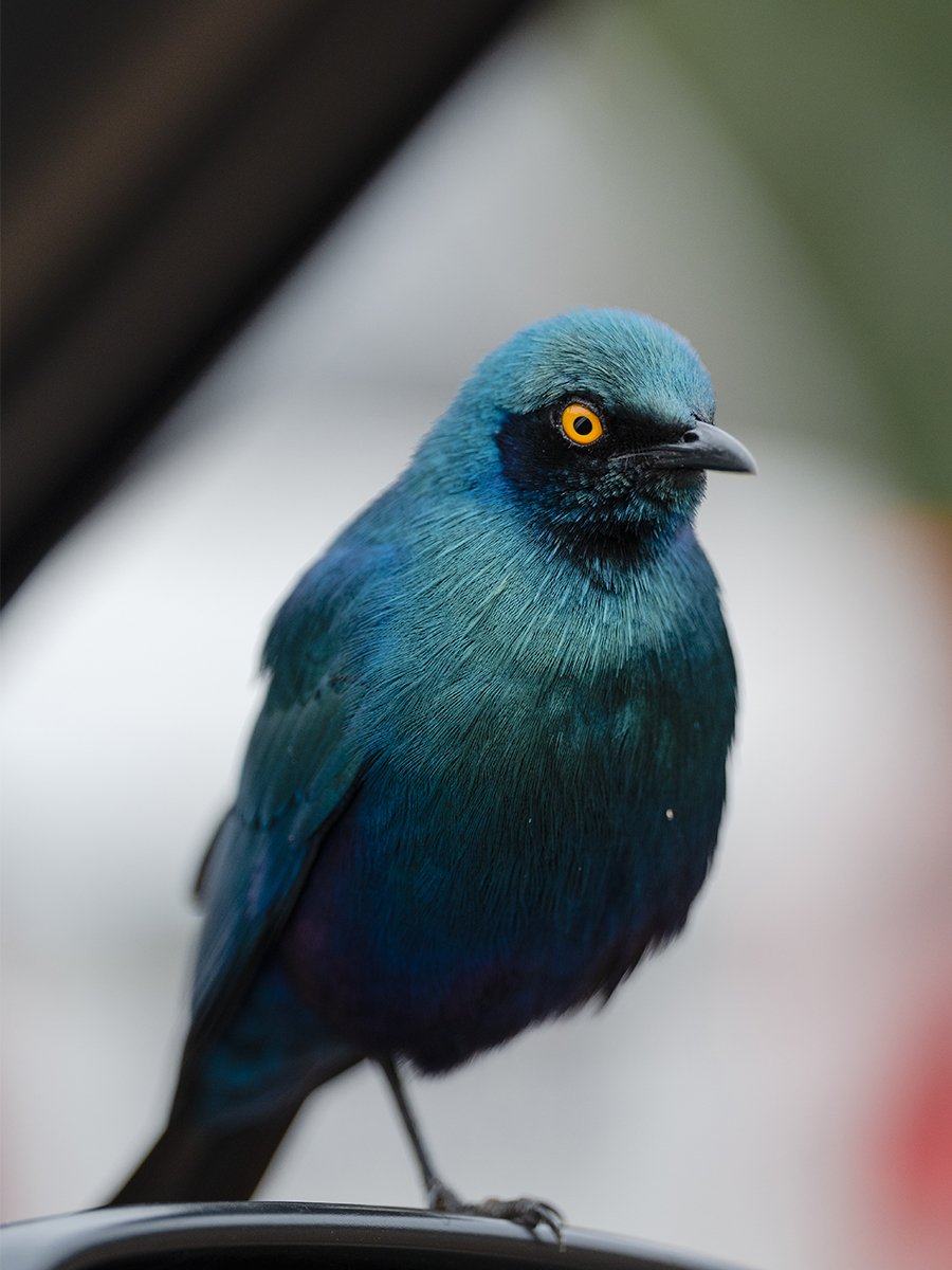 Photographie d'un oiseau bleu dans le parc Kruger en Afrique du Sud