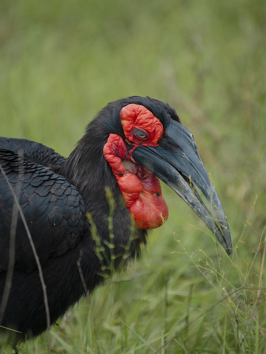 Photographie d'un oiseau en voie de disparition dans le parc Kruger en Afrique du Sud