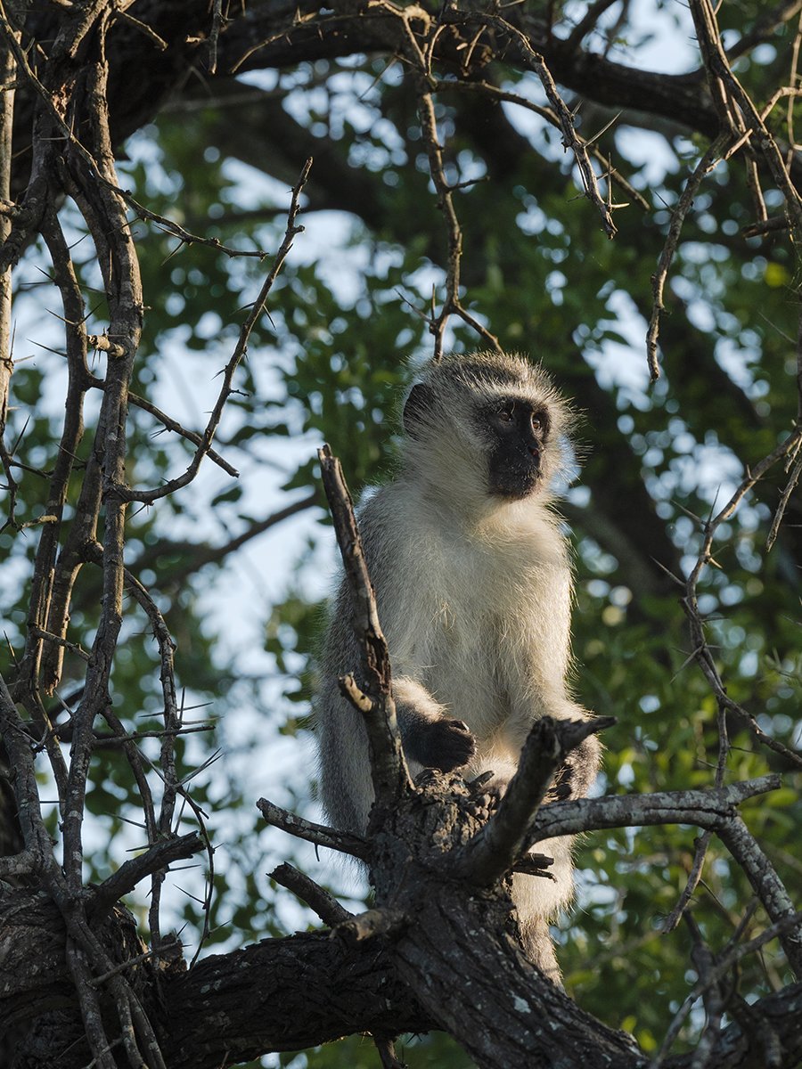 Photographie d'un singe dans le Parc Kruger en Afrique du Sud