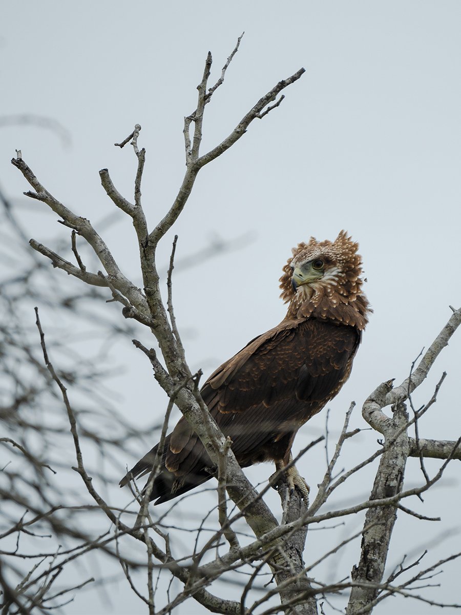 Photographie d'un aigle dans le parc Kruger en Afrique du Sud