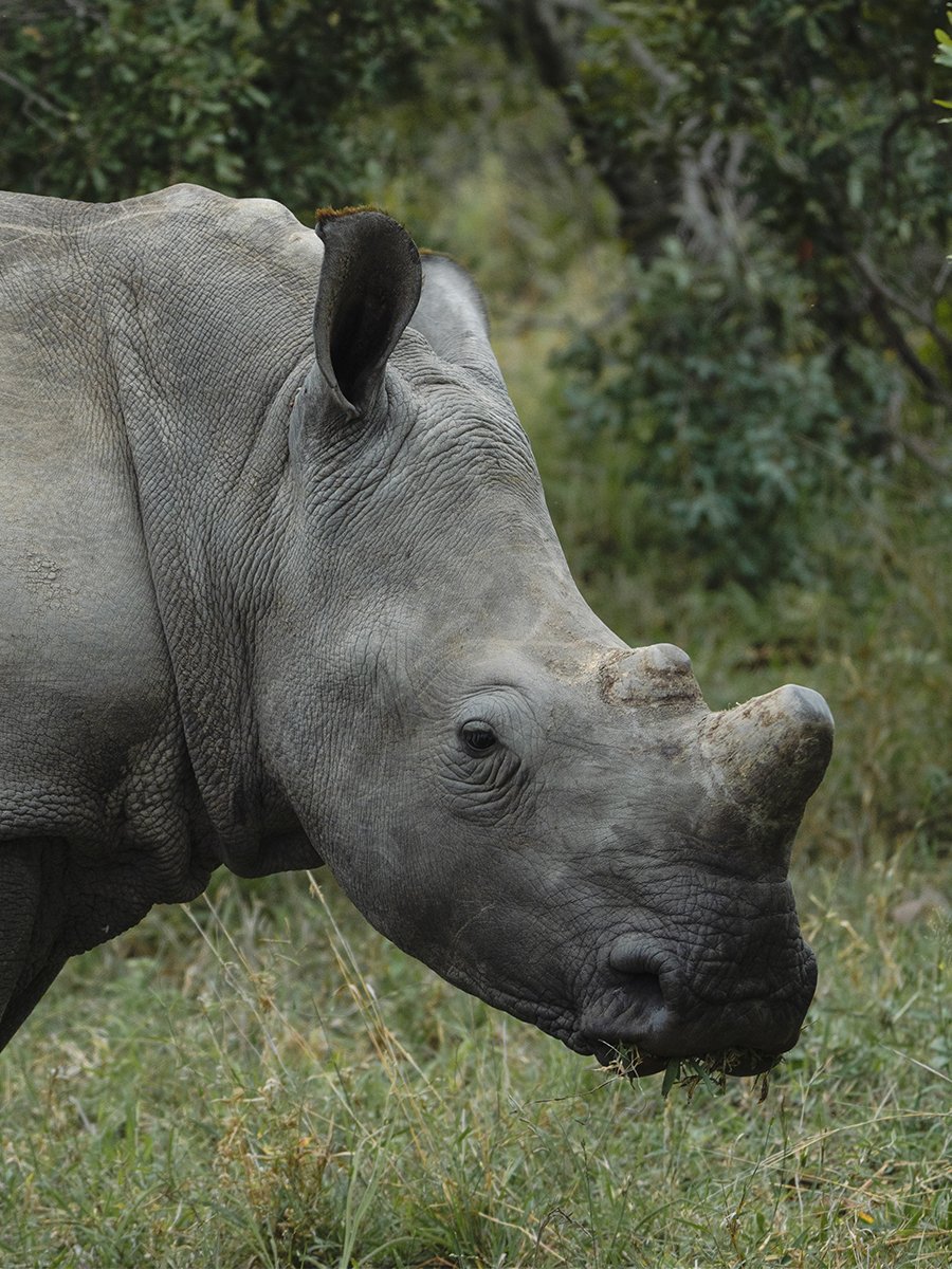 Photographie d'un rhinocéros dans le parc Kruger en Afrique du Sud