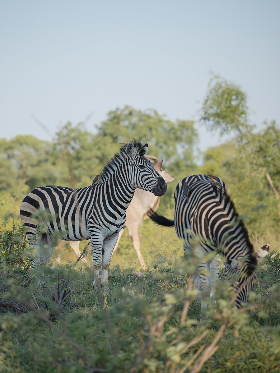 Photographie de zèbres dans le parc Kruger en Afrique du Sud