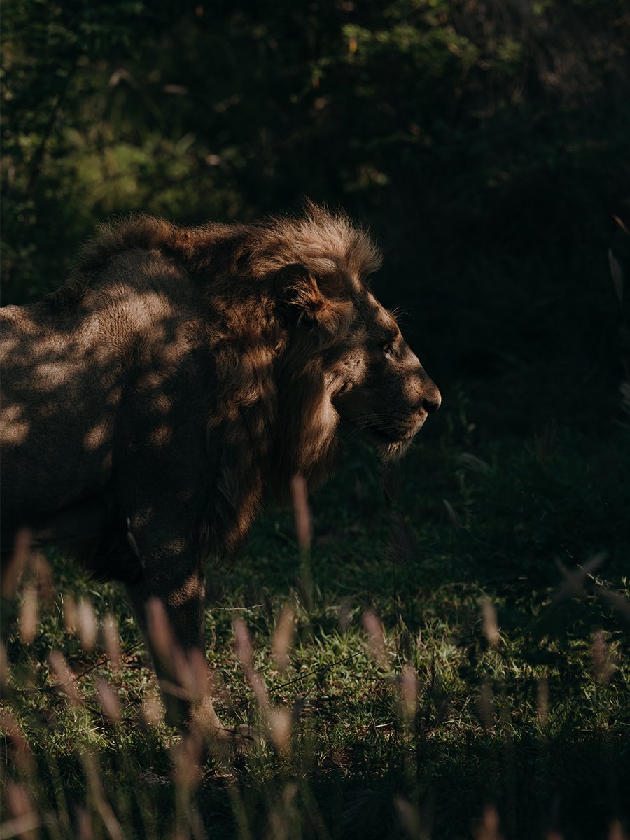 Photographie d'un lion dans l'ombre dans le parc Kruger en Afrique du Sud