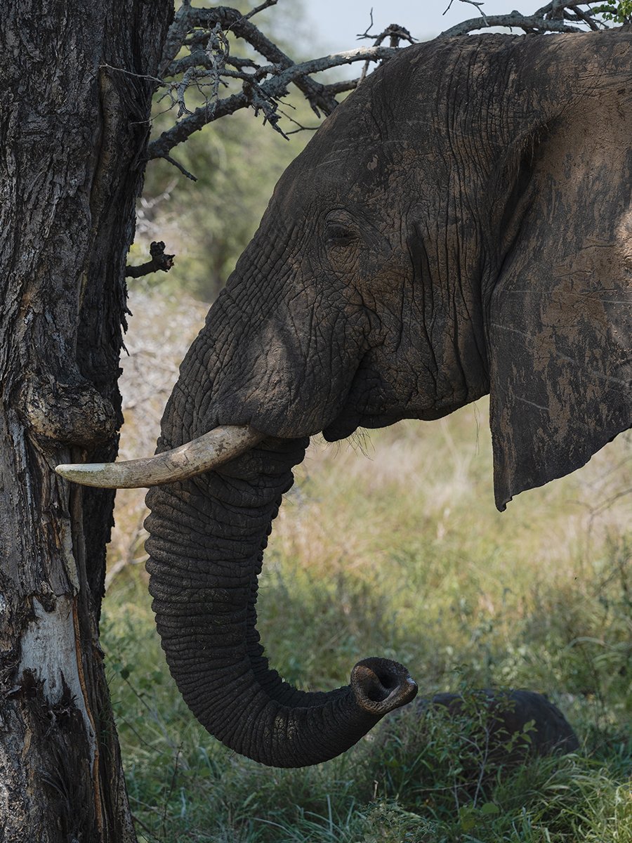 Photographie d'un éléphant dans le parc Kruger en Afrique du Sud