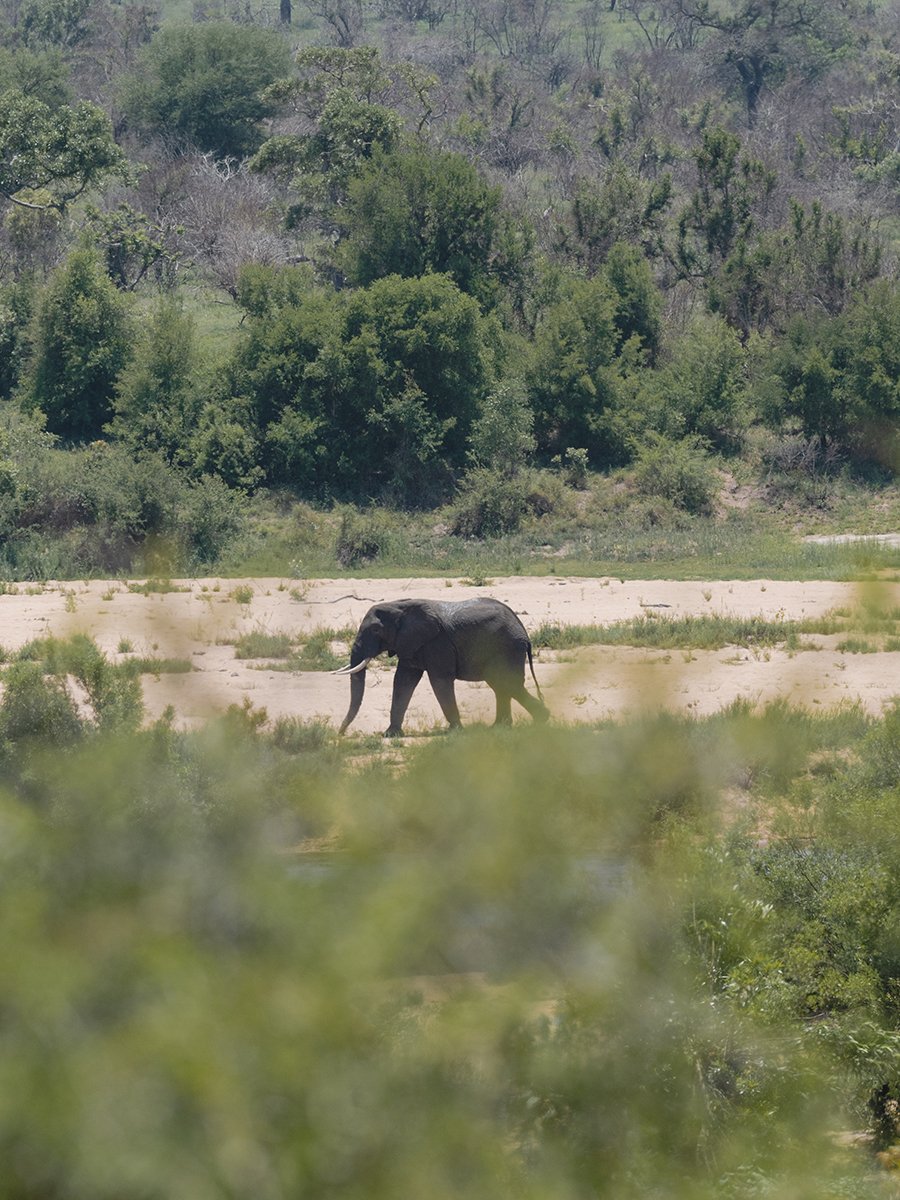 Photographie d'un éléphant au loin dans le parc Kruger en Afrique du Sud