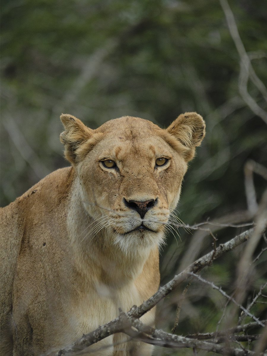 Photographie d'une lionne dans le parc Kruger en Afrique du Sud