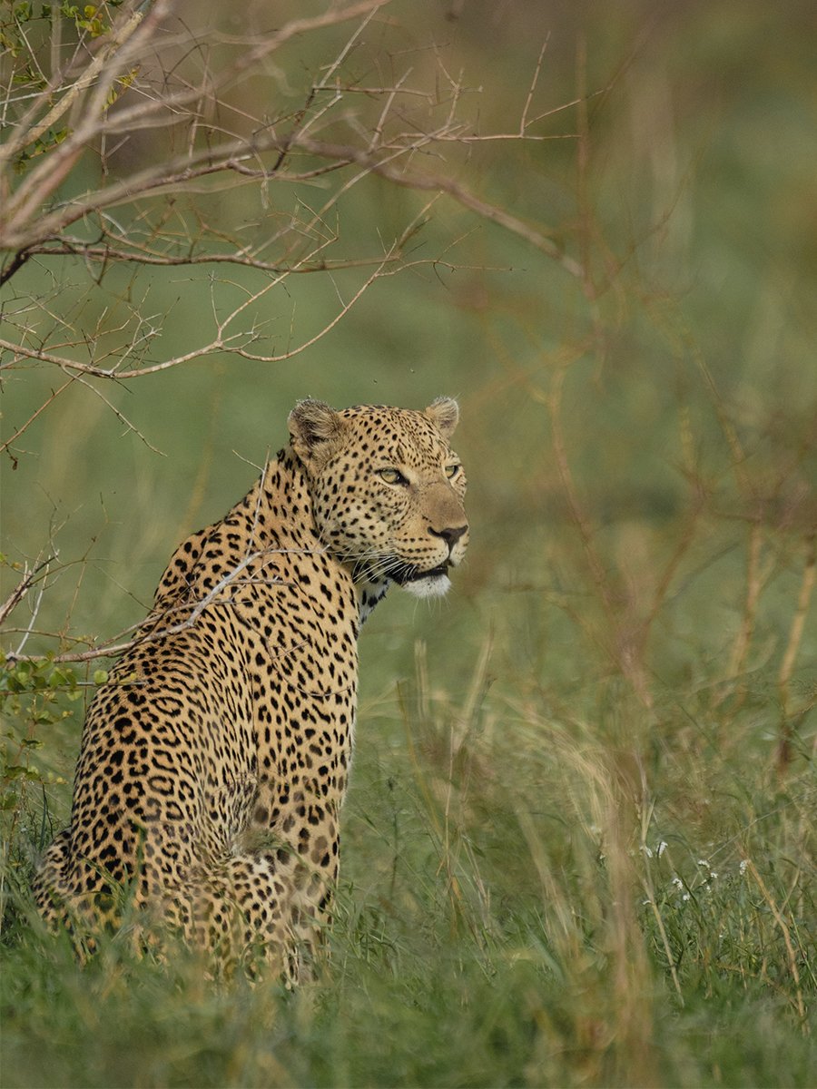 Photographie d'un leopard dans le parc Kruger en Afrique du Sud