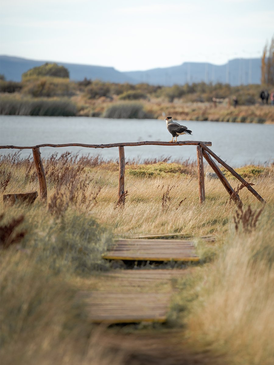 Photographie d'un aigle en Patagonie