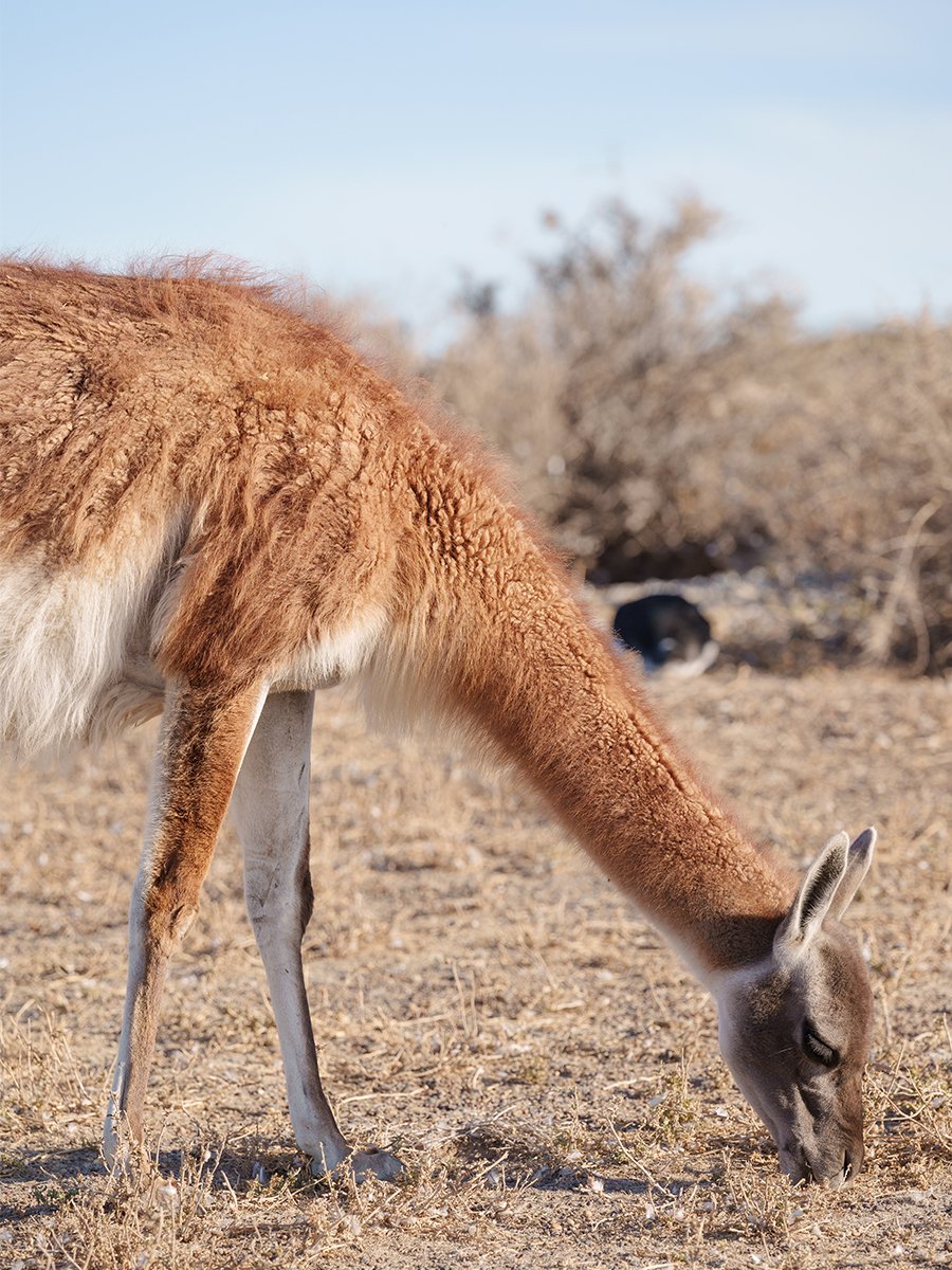 Photographie d'un guanaco en Patagonie