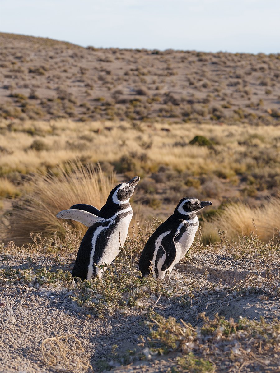 Photographie de pingouins en Patagonie