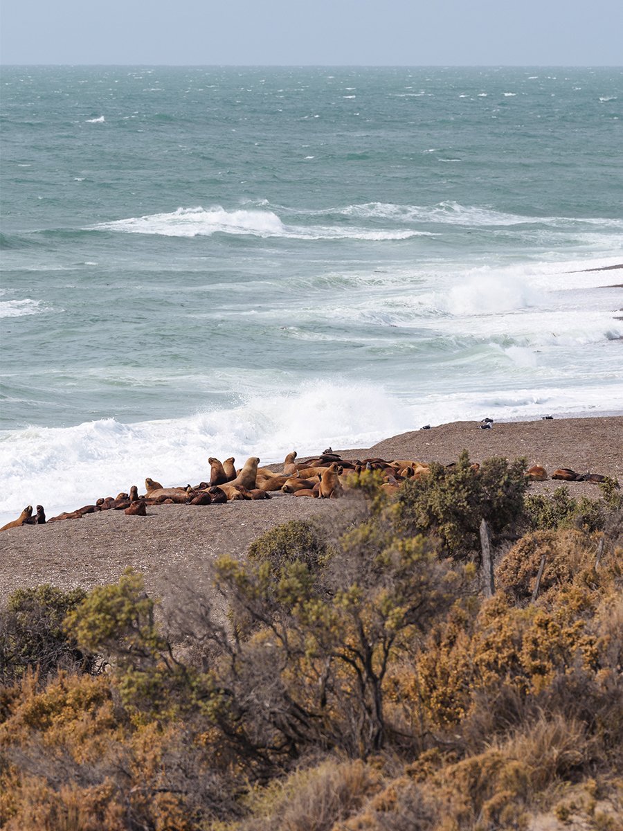 Photographie de lions de mer en Patagonie