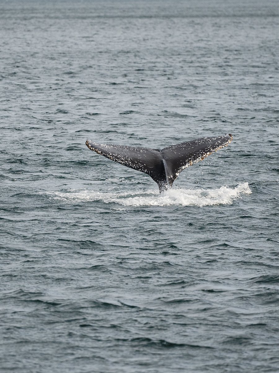 Photographie d'une baleine à Ushuaia en Patagonie