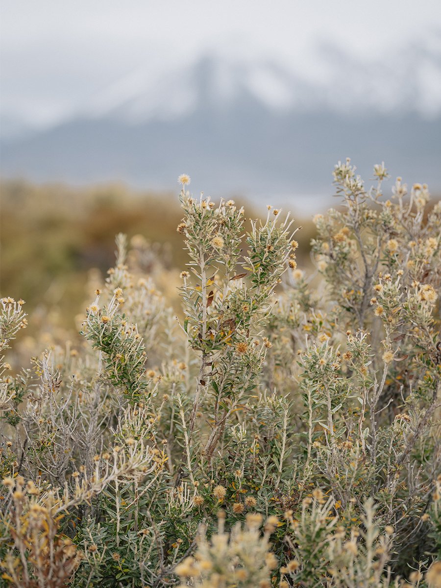 Photographie de fleurs en Patagonie