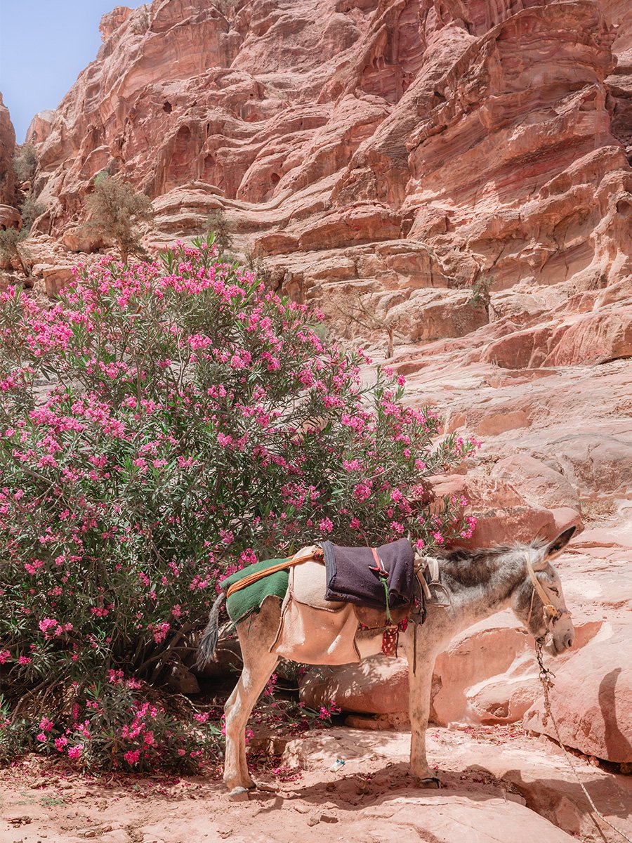 Photographie d'un âne dans Petra en Jordanie