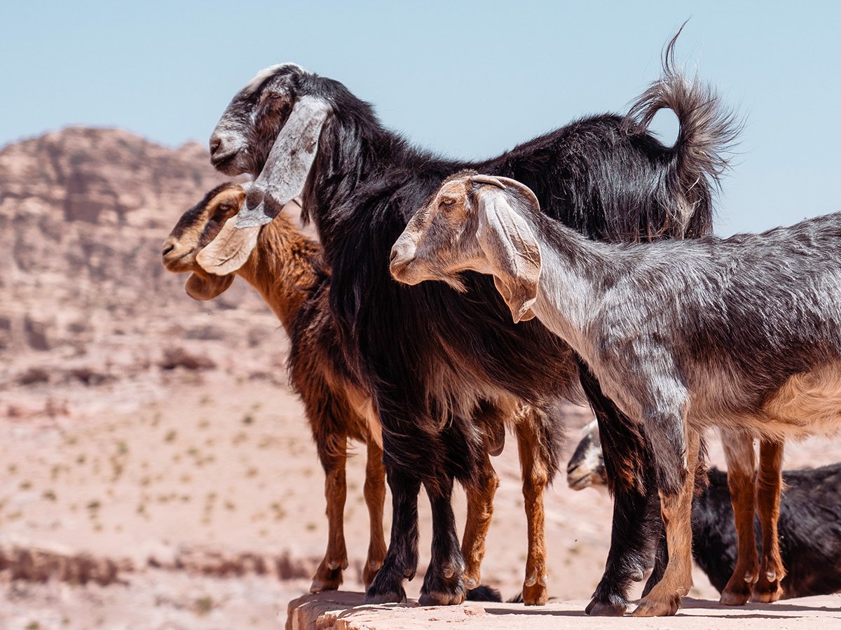 Photographie de chèvres dans Petra