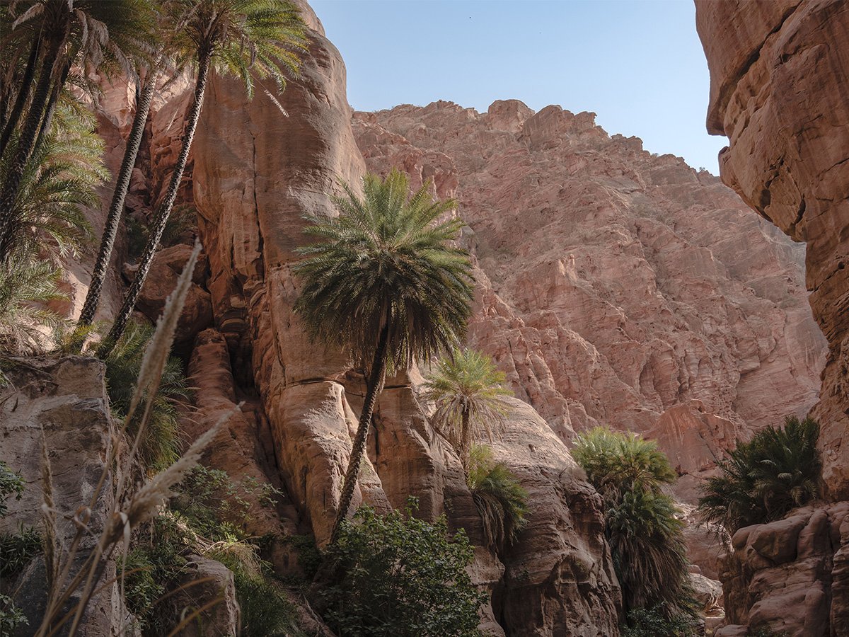 Photographie de palmiers en Jordanie