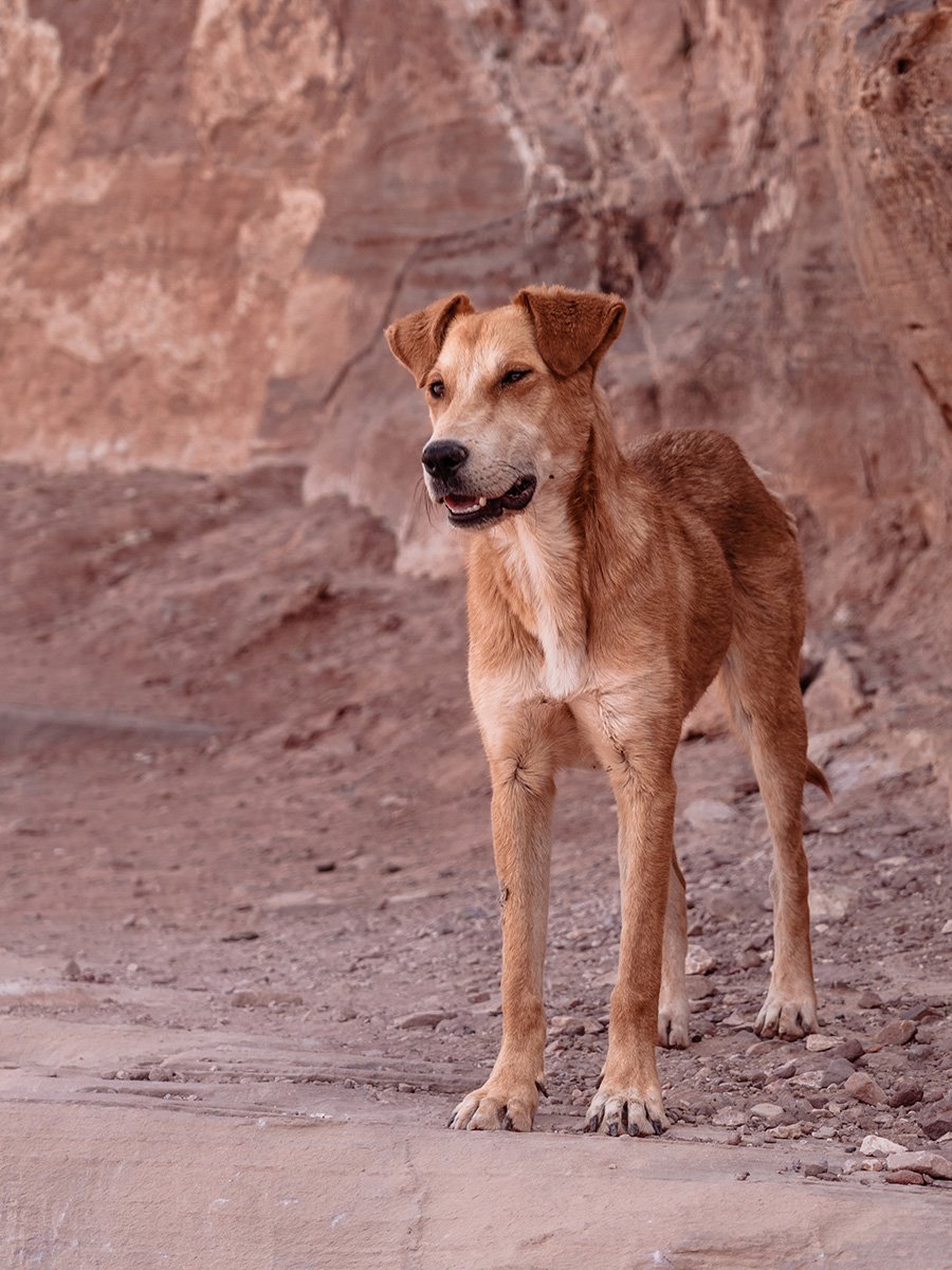 Photographie de chien dans Petra en Jordanie